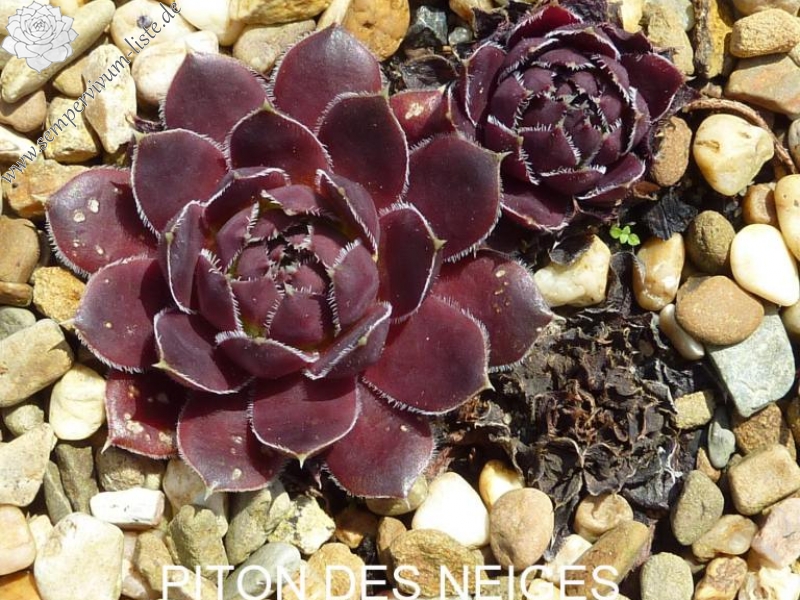 Piton des Neiges / Jovi