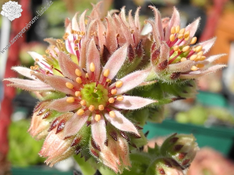 montanum x S. pittonii