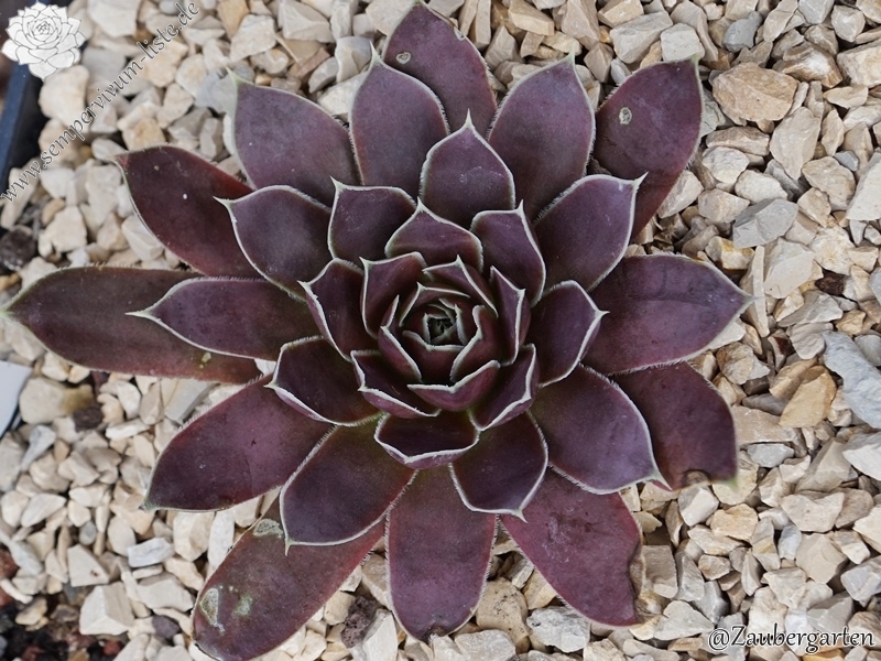 Plaisir de Manuel / Jovi