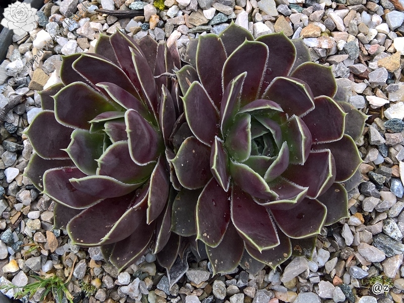 Plaisir de Manuel / Jovi