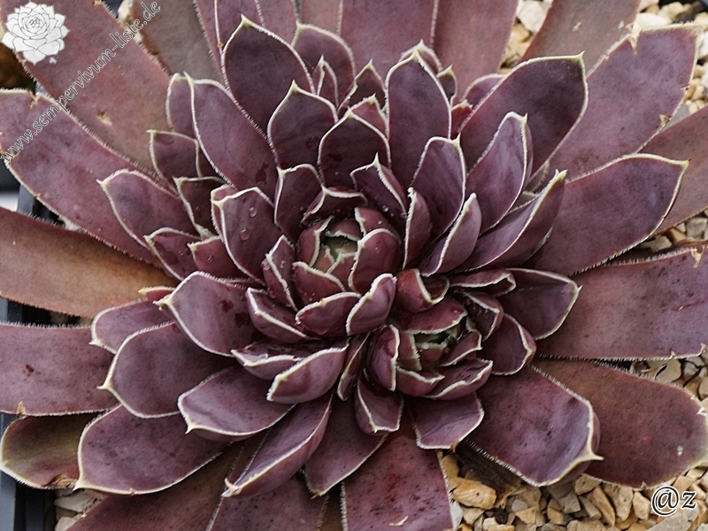 Plaisir de Manuel / Jovi