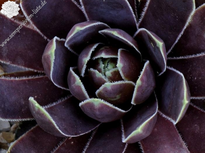 Plaisir de Manuel / Jovi