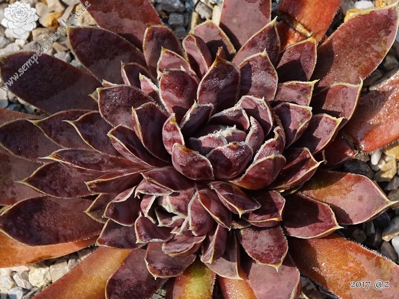 Plaisir de Manuel / Jovi