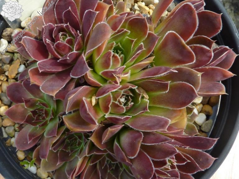 Pico de Aneto / Jovi