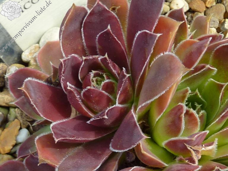 Pico de Aneto / Jovi