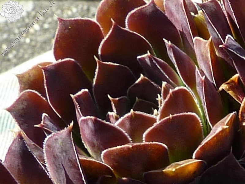 Purple Suzanna / Jovi