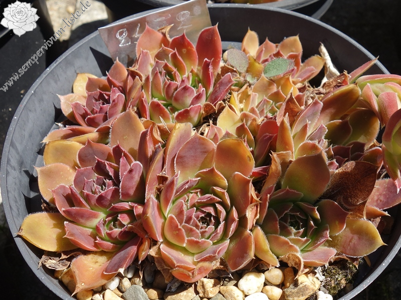 Pico de Aneto / Jovi