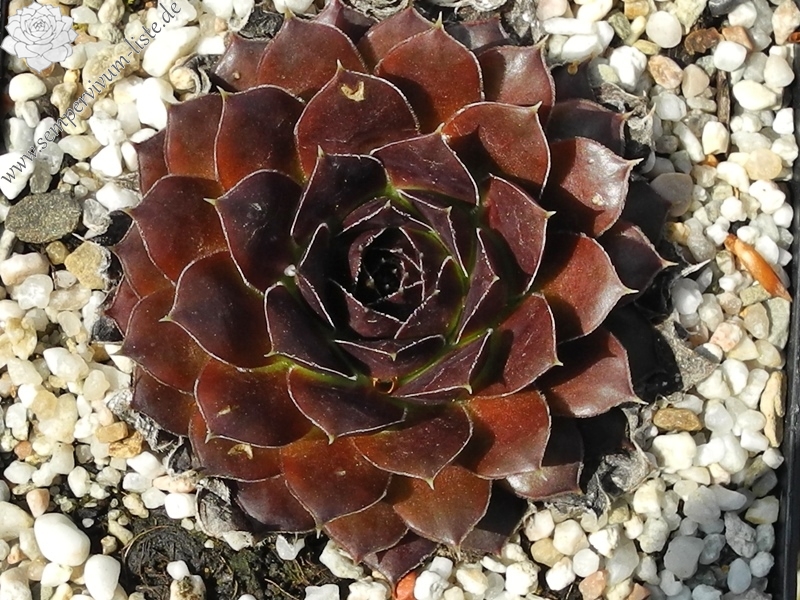 Purple Suzanna / Jovi