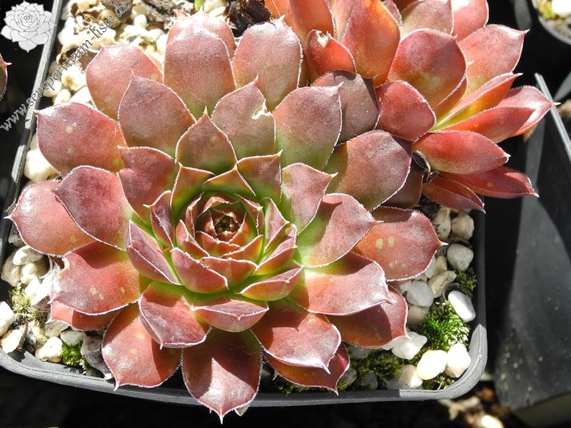 Purple Suzanna / Jovi