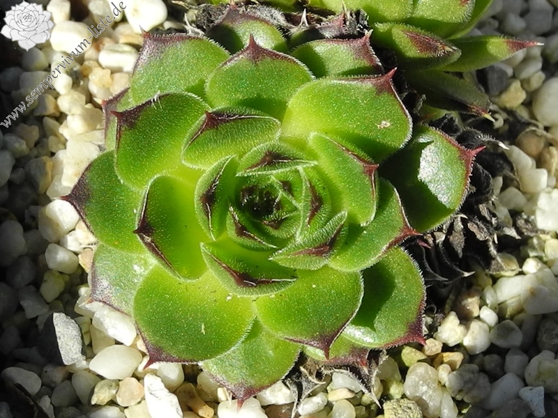 Quasar / Jovi