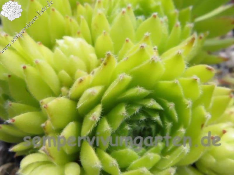 Quatsch