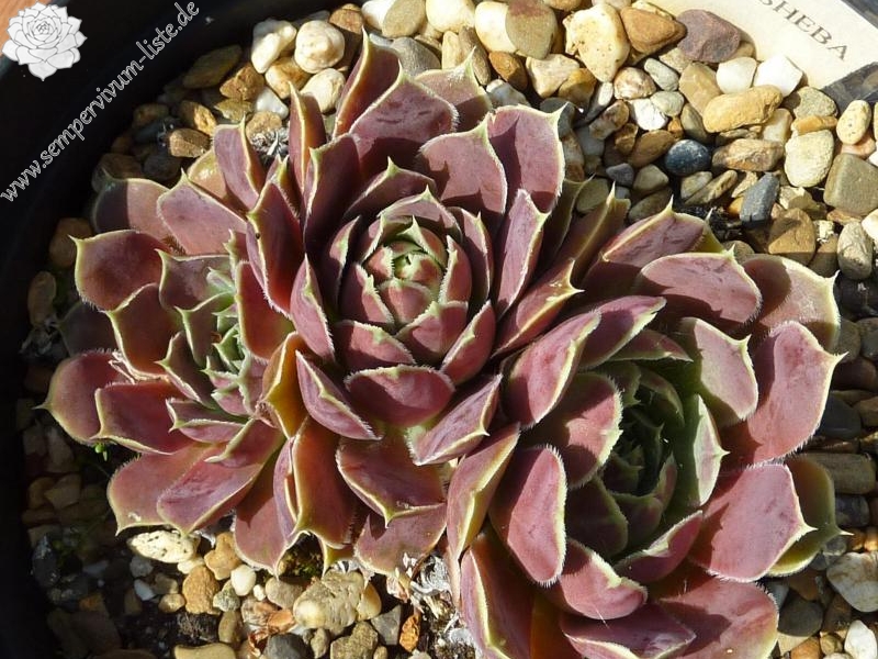 Queen of Sheba / Jovi