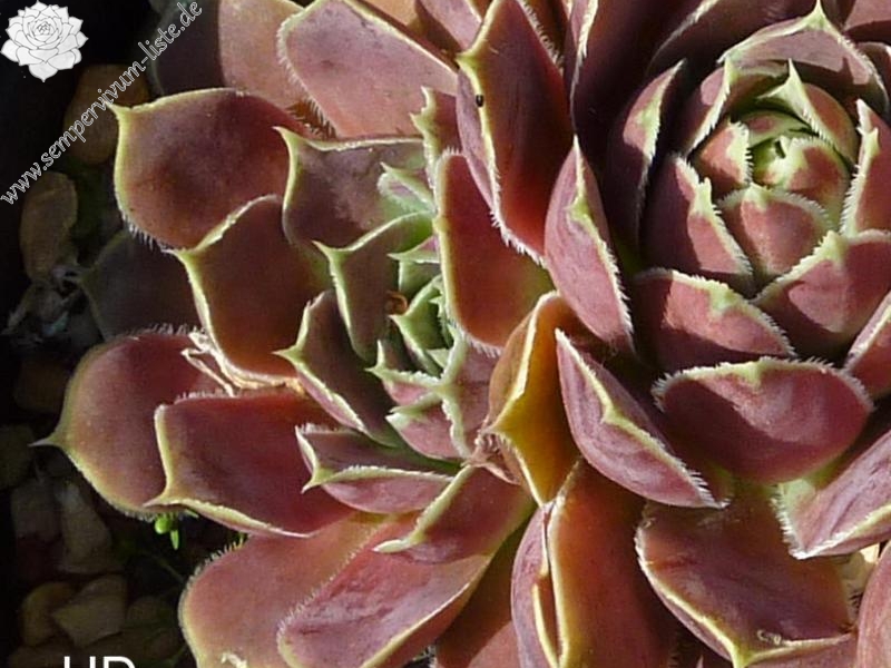 Queen of Sheba / Jovi