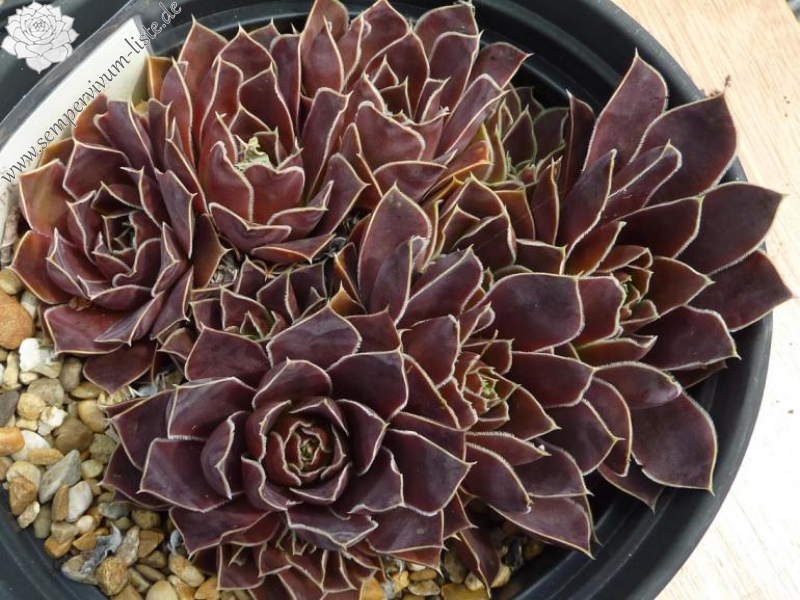 Pico de Teide / Jovi