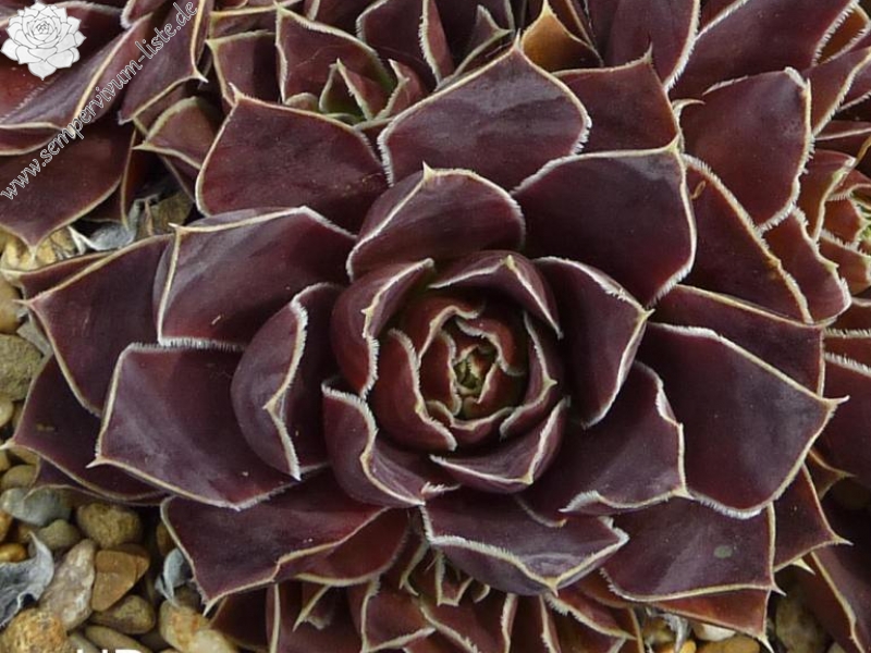 Pico de Teide / Jovi