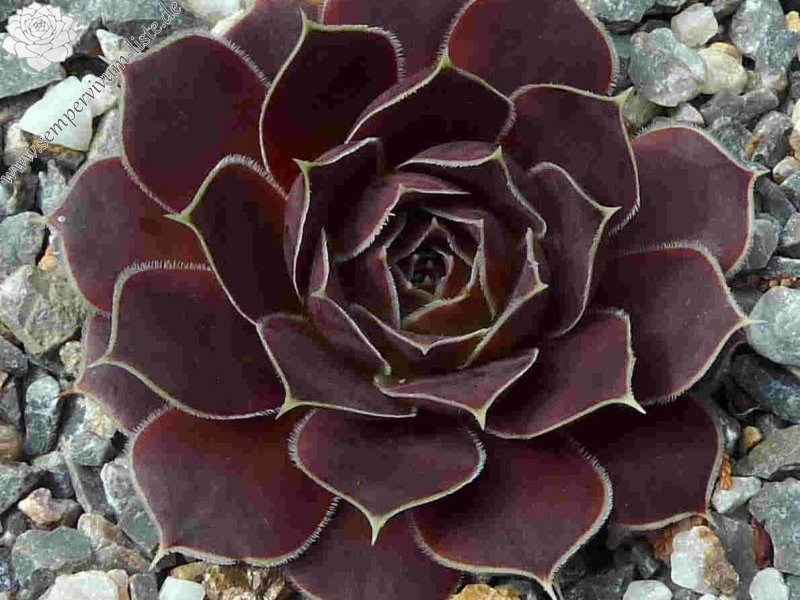 Pico de Teide / Jovi