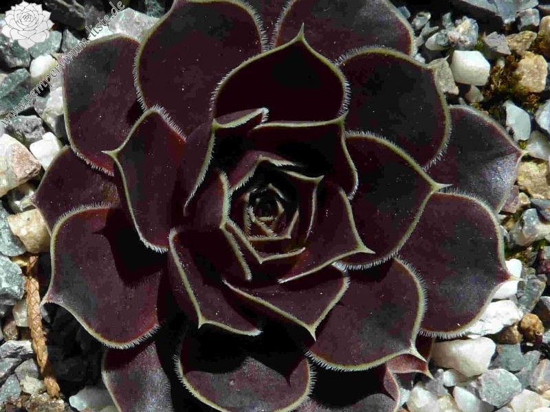 Pico de Teide / Jovi