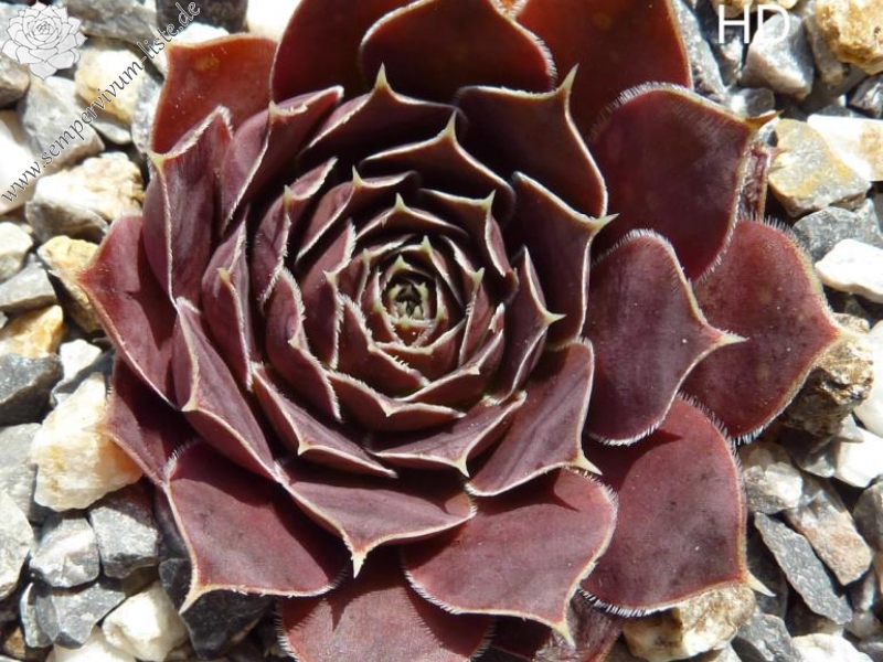 Pico de Teide / Jovi