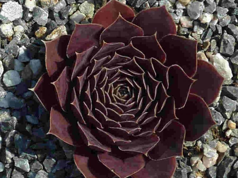 Pico de Teide / Jovi