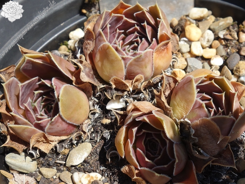Pico de Teide / Jovi