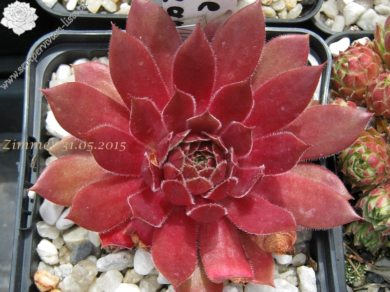 Rose Quartz