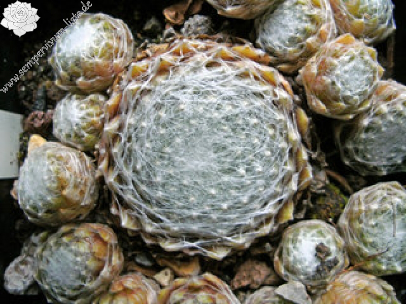Rotbart