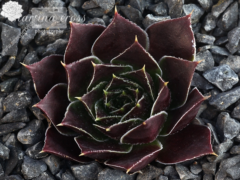 Rotes Eck / Jovi