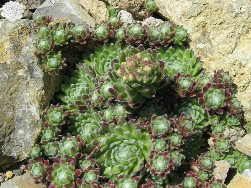 Rotes Meer