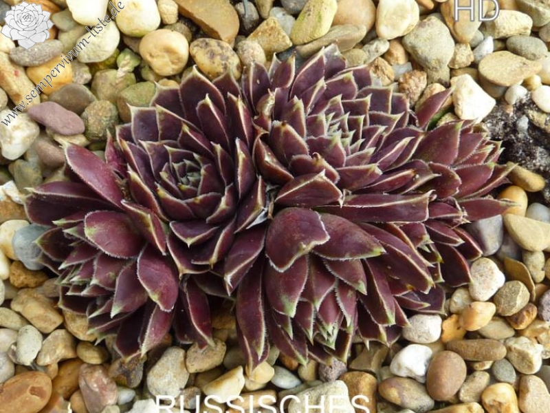 Russisches Roulett / Jovi