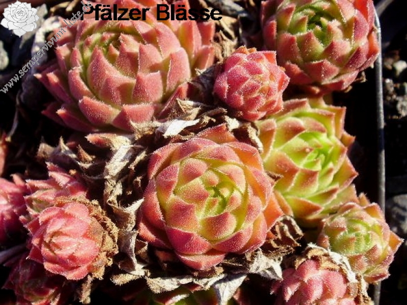 Pfälzer Blässe