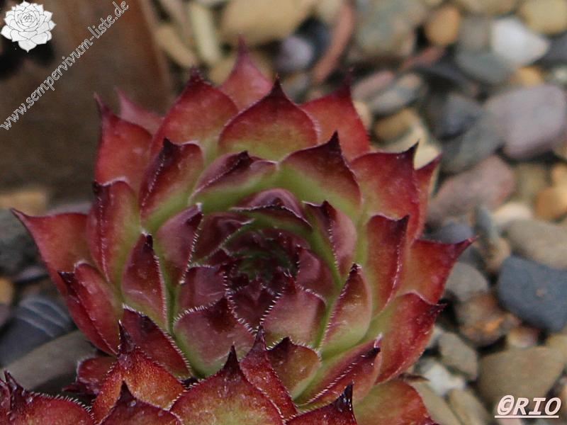 Red Tess