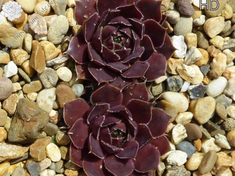 Zuidwalvulkaan / Jovi