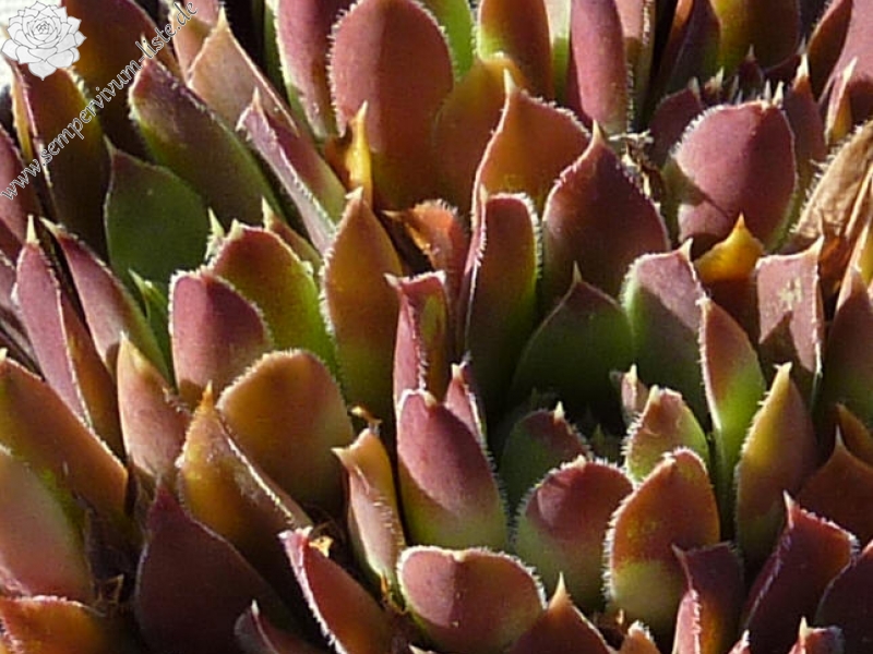 Purple Bronze / Jovi