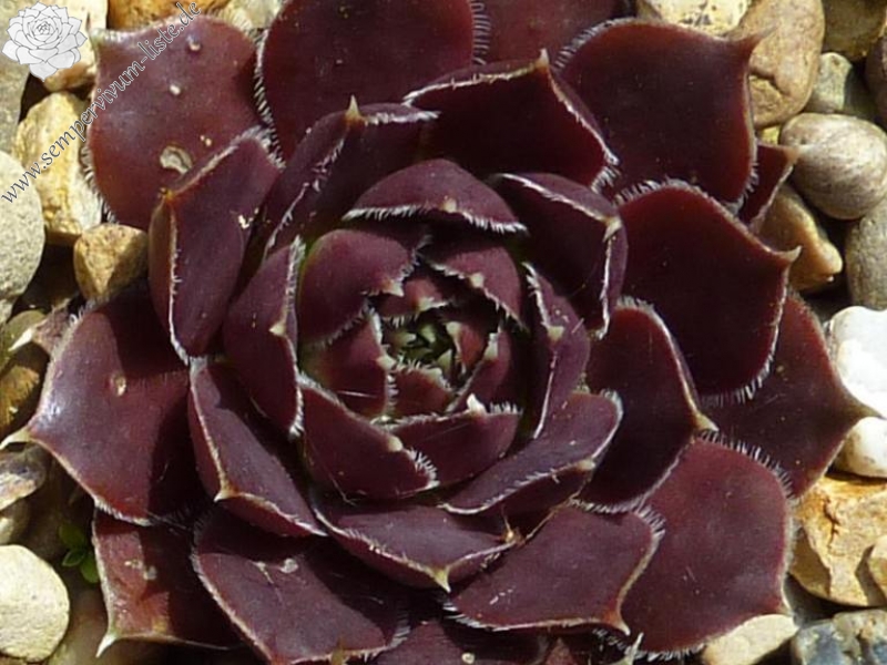 Zuidwalvulkaan / Jovi