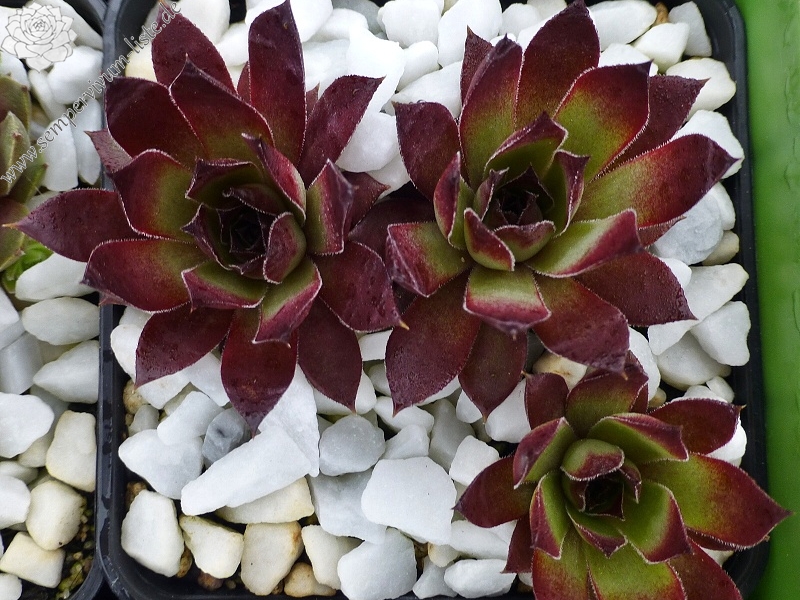 Ruby Port | Sempervivum-Liste