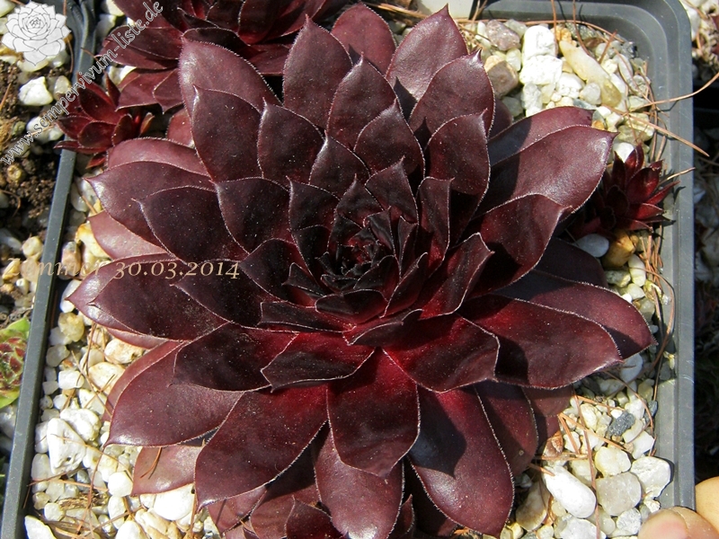 Ruby Port
