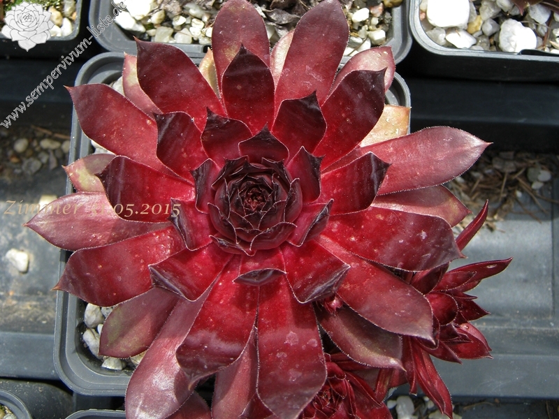 Ruby Port