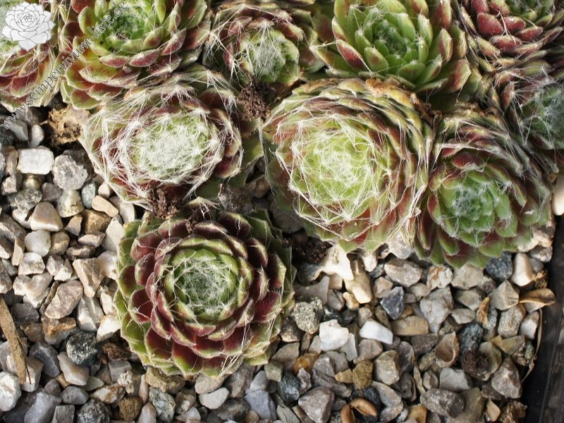 Pfälzer Spinnennetz