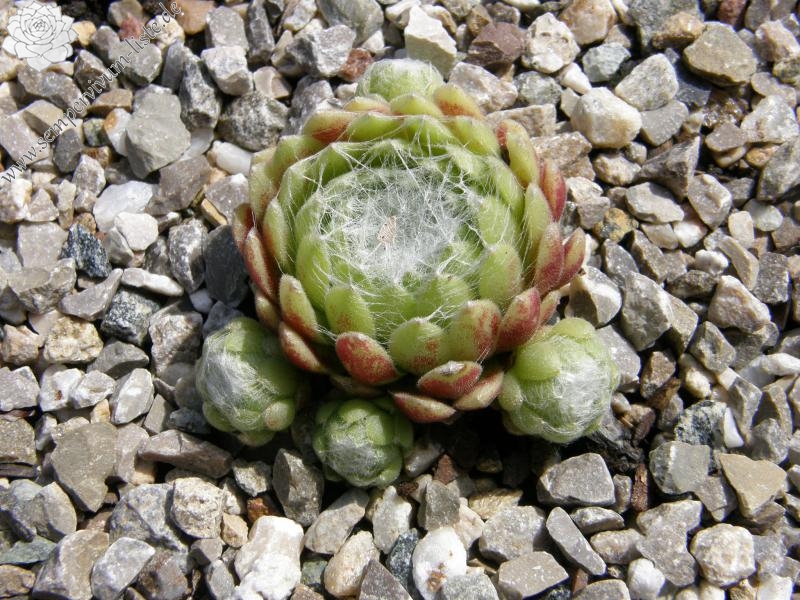 Pfälzer Spinnennetz