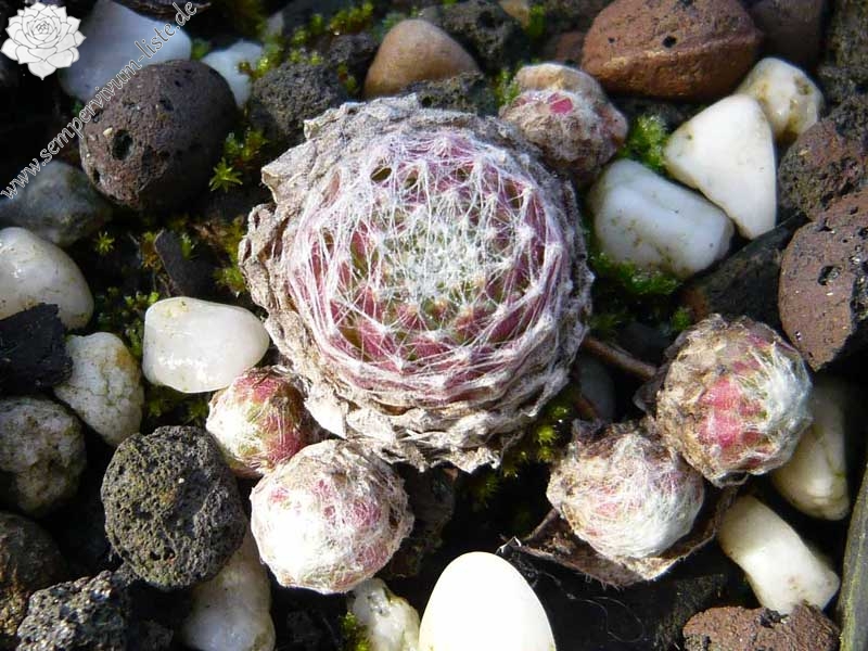 Pfälzer Spinnennetz