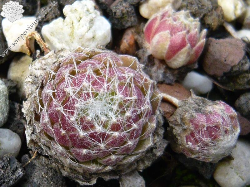 Pfälzer Spinnennetz