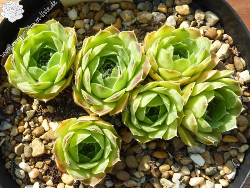 Urana et Vogel / Jovi