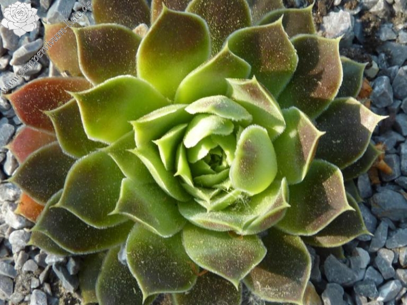 Urana et Vogel / Jovi