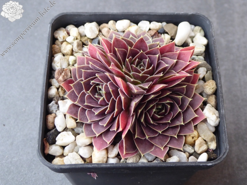 Pfälzer Burg / Jovi