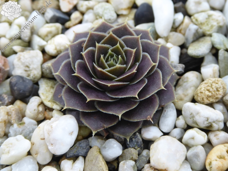 Pfälzer Burg / Jovi