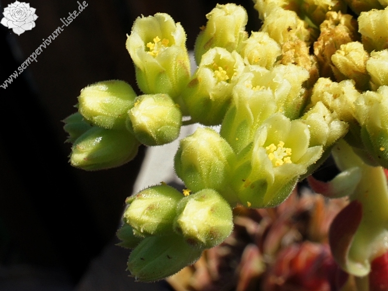 Pfälzer Burg / Jovi