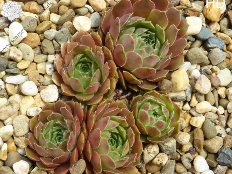 Piek van Orizaba / Jovi