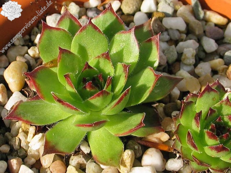 Pfälzer Spitz