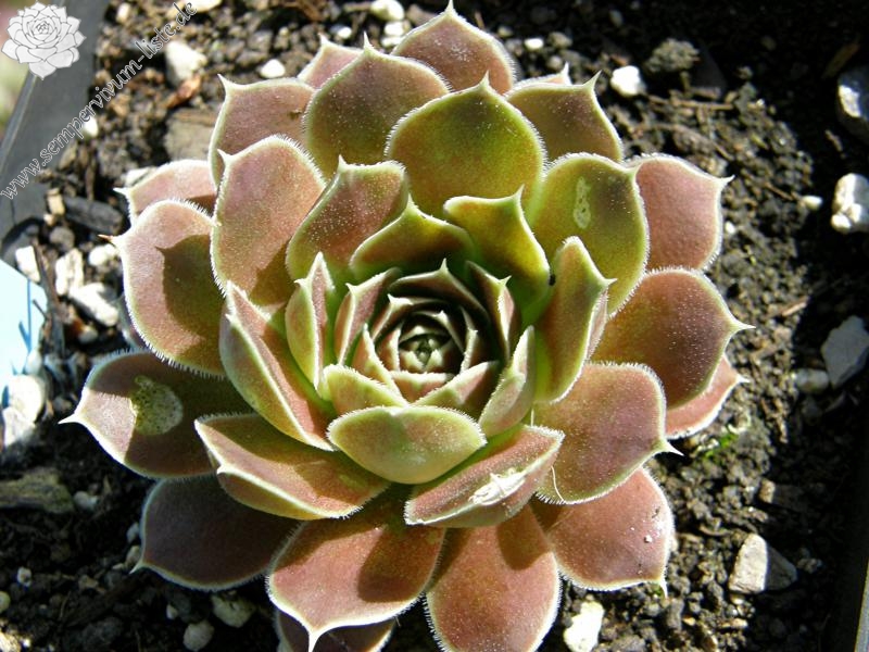 Pfälzer Burg / Jovi