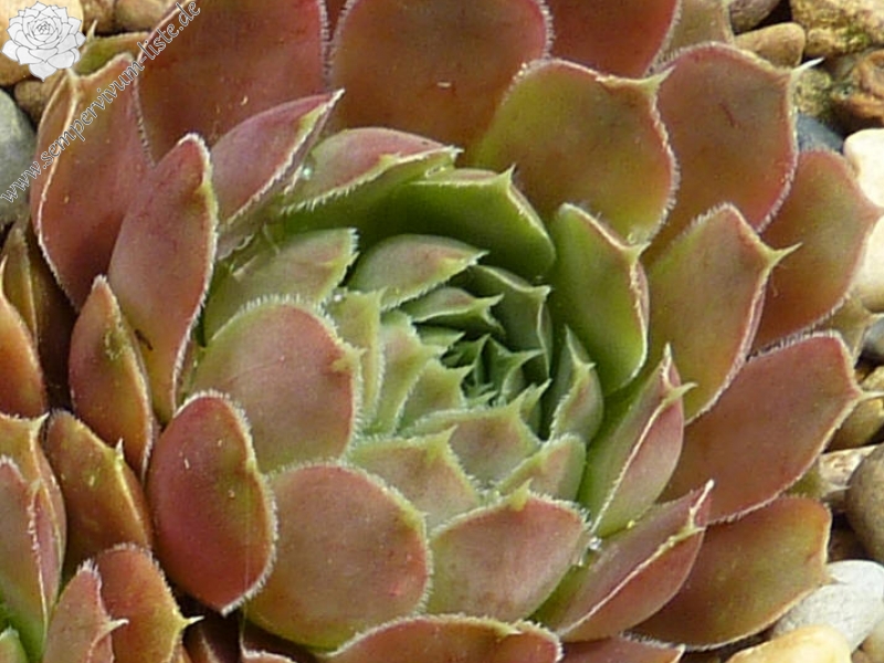 Piek van Orizaba / Jovi